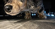 Opal is registered to the contest to win money with this photo: animal, close_up, curious, cute, dachshund, dark_background, dog, ears, eyes, floor, fur, indoor, low_angle, nose, pet, puppy, shadow, snout, whiskers, wood_floor