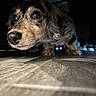 animal, close_up, curious, cute, dachshund, dark_background, dog, ears, eyes, floor, fur, indoor, low_angle, nose, pet, puppy, shadow, snout, whiskers, wood_floor