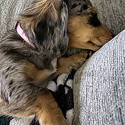 Opal joined the competition — help win amazing prizes! animal, black, blanket, brown, closeup, collar, couch, cozy, dog, fur, indoor, paw, pet, puppy, relaxing, resting, side_view, sleeping, tan, texture