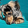 Opal is registered to the contest to win money with this photo: animal, blue_background, close_up, curious, cute, dog, ears, face, fur, indoor, looking_down, merle_coat, paw, pet, puppy, resting, snout, texture, whiskers, young