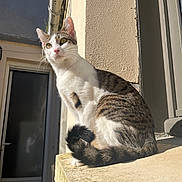 Zeus a rejoint le concours — aidez-le/la à gagner de superbes lots ! animal, building, cat, concrete, curious, daylight, door, ears, feline, outdoor, pet, shadow, sitting, sunlight, tabby_cat, tail, wall, whiskers, white_fur, window