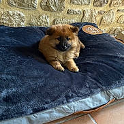 Bianca a rejoint le concours — aidez-le/la à gagner de superbes lots ! puppy, dog, cushion, stone_wall, tile_floor, indoor, pet, fluffy, brown, small, cute, resting, cozy, animal, young_dog, adorable, fur, relaxing, domestic, companion