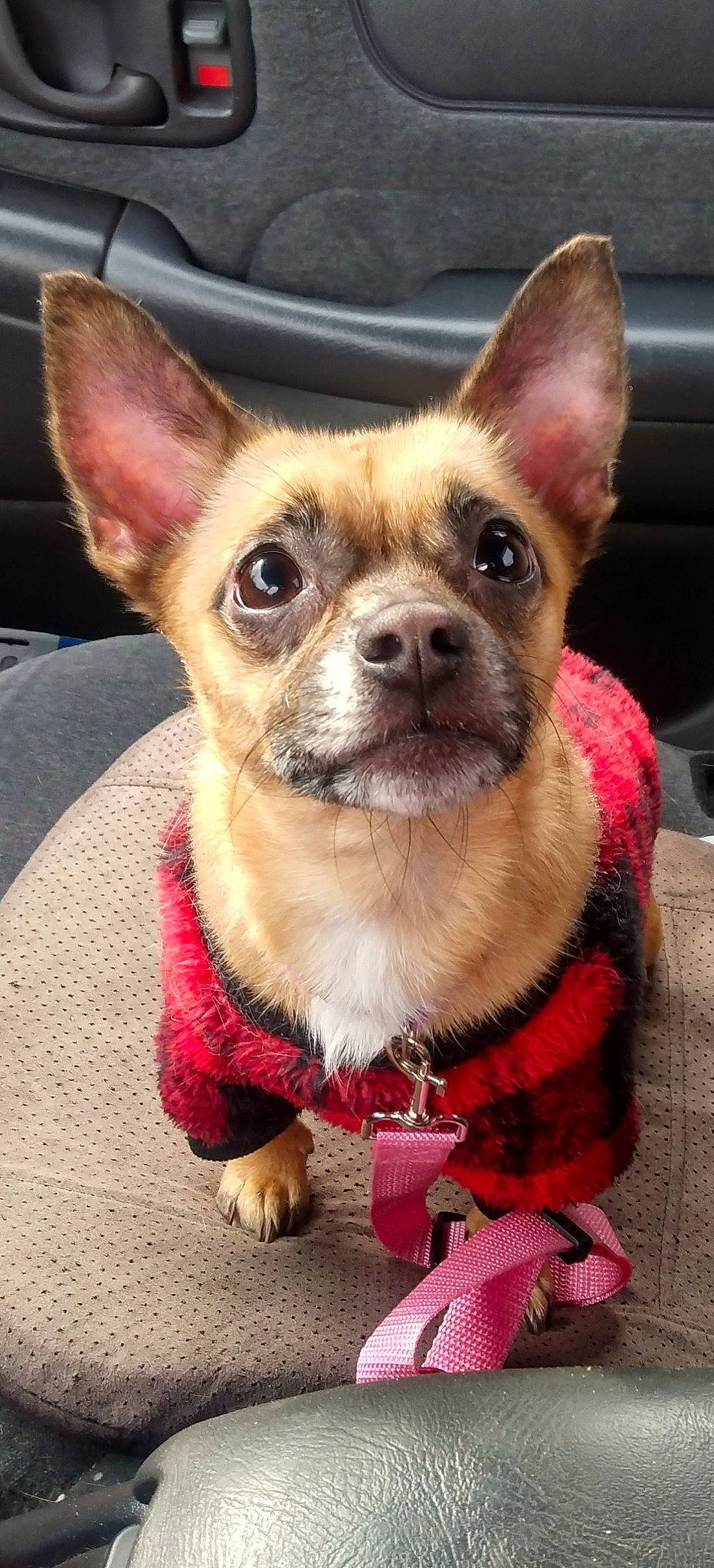 Sandy joined the competition — help win amazing prizes! canidae, carnivore, chihuahua, collar, companion_dog, dog, dog_breed, dog_clothes, dog_supply, ear, fawn, fur, party_hat, russkiy_toy, snout, sporting_group, terrestrial_animal, toy_dog, whiskers, working_animal