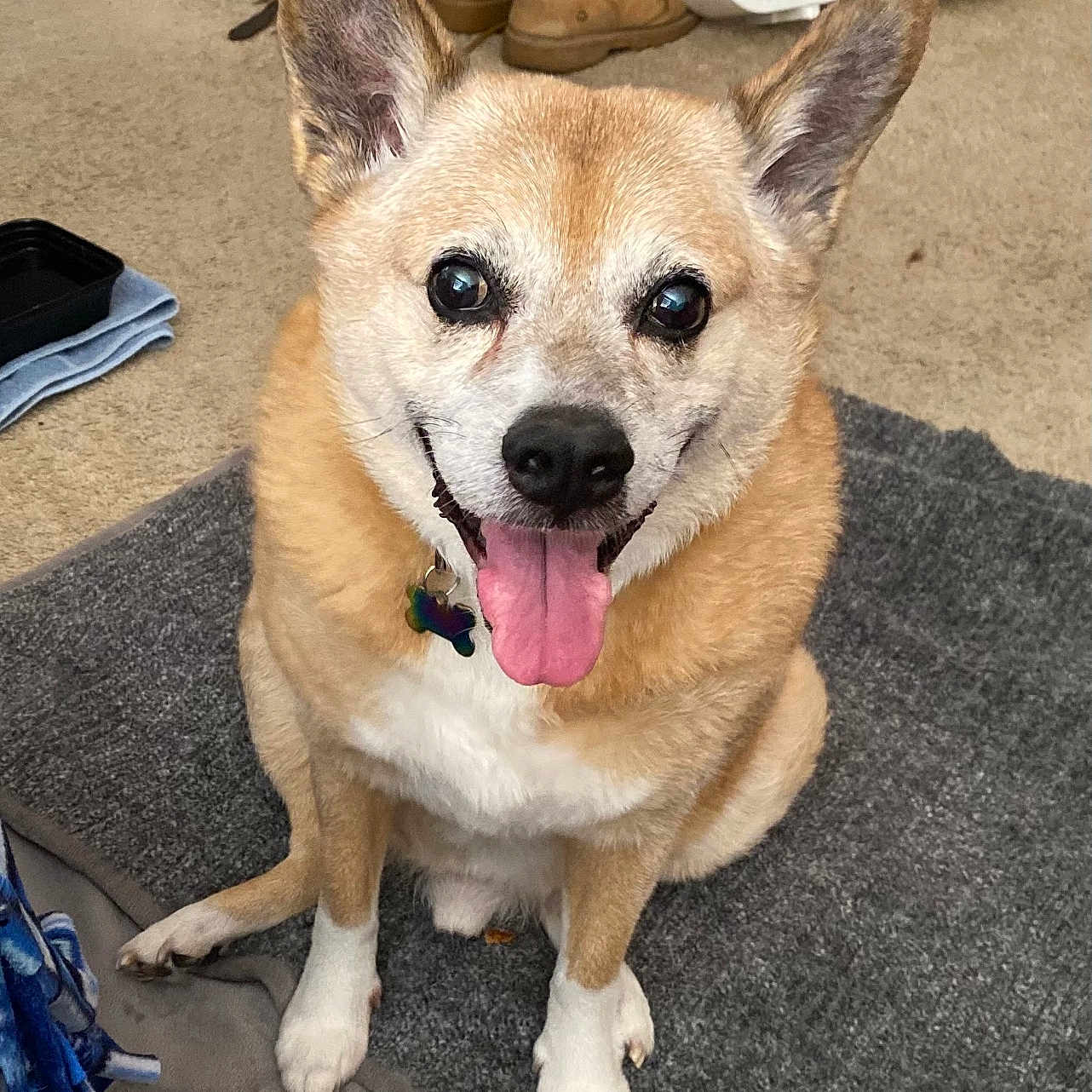 Corn Muffin is registered to the contest to win money with this photo: animal, boots, canine, carpet, companion, cute, dog, domestic, ears, fan, floor, fur, happy, indoor, looking_at_camera, pet, rug, sitting, smiling, tongue