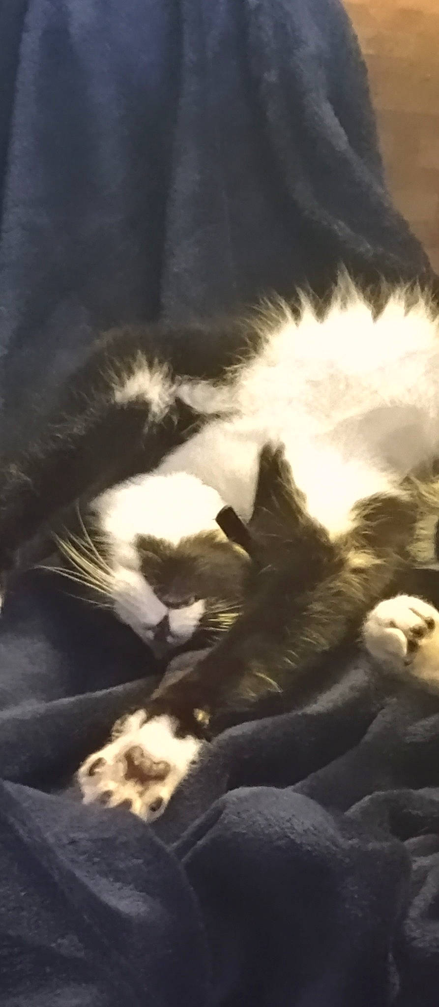 Tux is registered to the contest to win money with this photo: canidae, carnivore, cat, claw, cloud, comfort, dog_breed, felidae, fur, nap, paw, sleep, small_to_medium_sized_cats, snout, tail, terrestrial_animal, tints_and_shades, whiskers