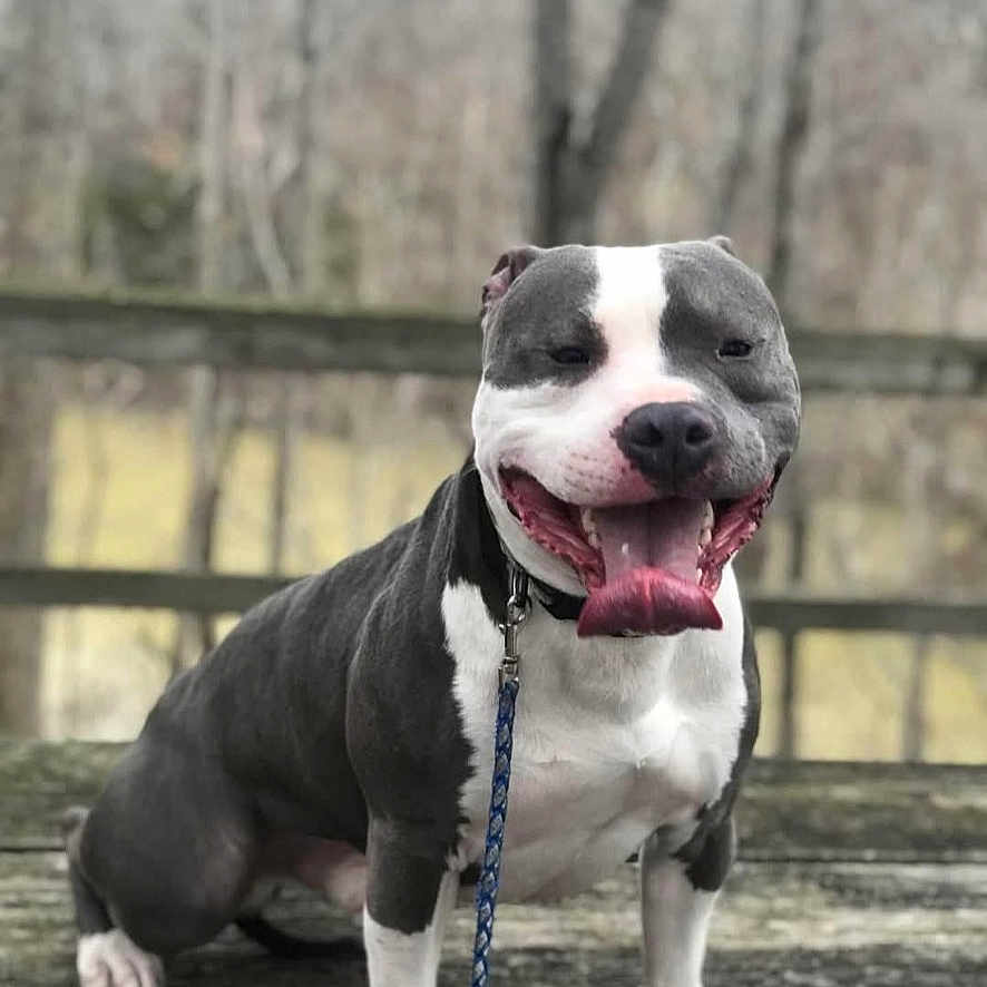 Blue joined the competition — help win amazing prizes! accessories, animal, bostonbull, boxer, bulldog, canine, dog, face, frenchbulldog, head, hound, leash, person, pet, photography, pitbull, portrait, puppy, snout, strap