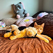 Bean Sprout joined the competition — help win amazing prizes! cat, stuffed_animal, plush_toy, bed, brown_bedspread, orange_cat, white_cat, elephant_plush, flower_pillow, cow_plush, soft_toys, cozy, indoor, relaxed, sleepy, pet, feline, home, comfort, cushion
