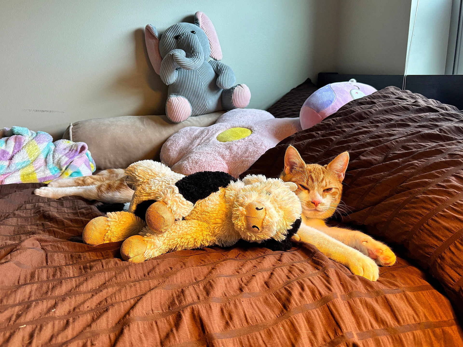 Bean Sprout joined the competition — help win amazing prizes! cat, stuffed_animal, plush_toy, bed, brown_bedspread, orange_cat, white_cat, elephant_plush, flower_pillow, cow_plush, soft_toys, cozy, indoor, relaxed, sleepy, pet, feline, home, comfort, cushion
