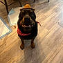 animal, bandana, black, brown, canine, collar, companion, cute, dog, domestic, flooring, happy, hat, indoor, looking_up, pet, playful, rottweiler, smiling, wooden_floor