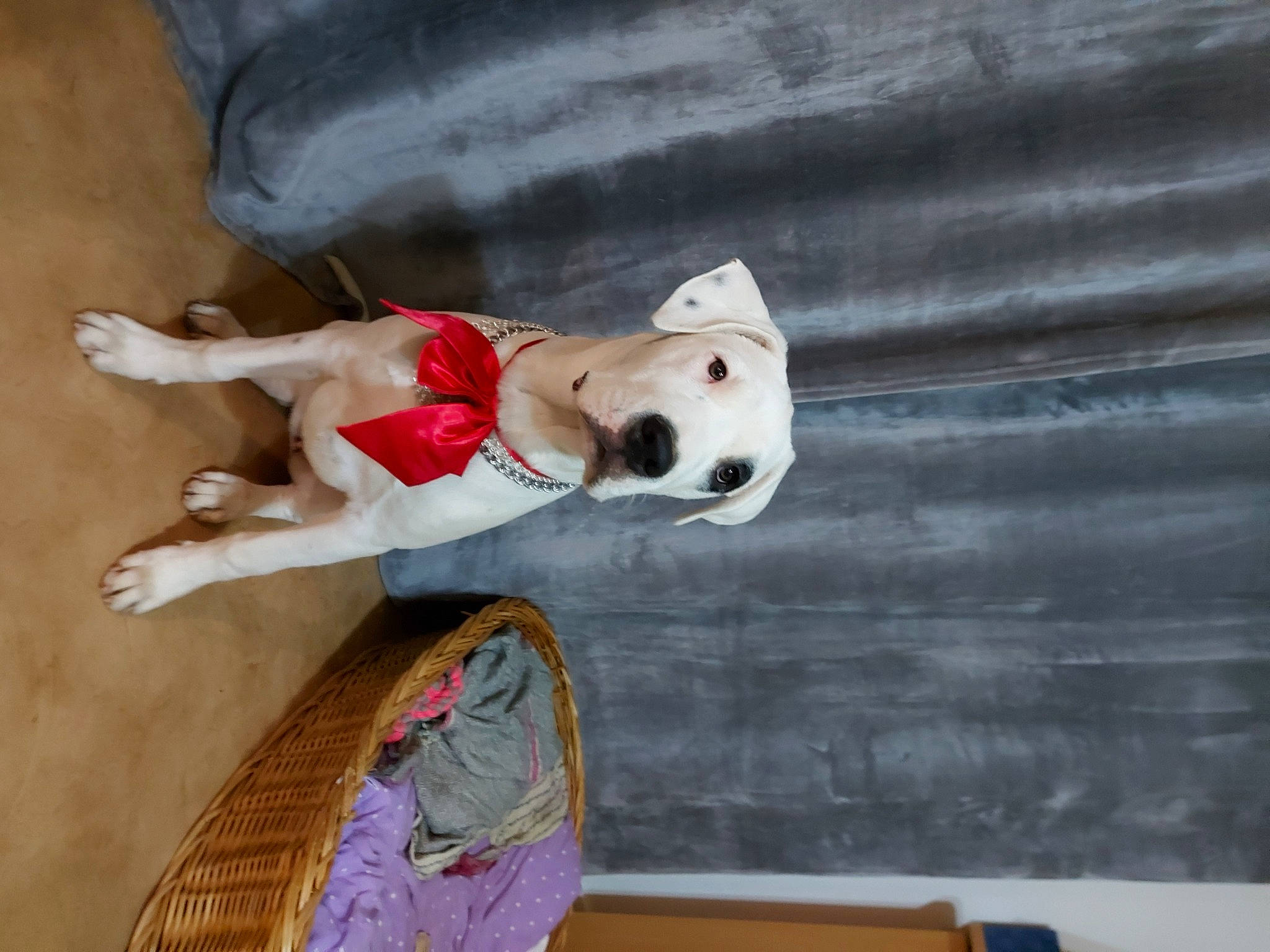 Hinata participe au concours pour gagner de l'argent avec cette photo : adventure, canidae, carmine, carnivore, collar, companion_dog, dog, dog_breed, dog_collar, dog_supply, fawn, leash, non_sporting_group, recreation, sporting_group, street_fashion, thigh, toy, wood, working_animal