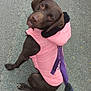 dog, labrador, chocolate_labrador, pink_jacket, pet_clothing, leash, outdoor, path, curious, walking, canine, sitting, brown_dog, animal, pet, companion, cute, looking_back, road, pavement