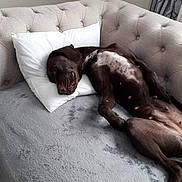 Coco Chanel joined the competition — help win amazing prizes! dog, sleeping, couch, pillow, indoor, resting, brown_dog, fur, pet, relaxed, nap, cozy, furniture, living_room, blanket, curtains, comfort, domestic_animal, canine, home