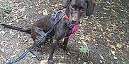 Coco Chanel joined the competition — help win amazing prizes! dog, leash, harness, brown_dog, outdoor, forest_floor, leaves, dirt_path, nature, pet, animal, sitting, canine, tree_shadows, walking, daylight, fur, ears, snout, ground