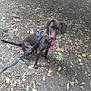 dog, leash, harness, brown_dog, outdoor, forest_floor, leaves, dirt_path, nature, pet, animal, sitting, canine, tree_shadows, walking, daylight, fur, ears, snout, ground