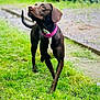 Coco Chanel joined the competition — help win amazing prizes! dog, brown_dog, pink_collar, grass, outdoor, pet, canine, animal, walking, greenery, nature, daylight, fur, alert, playful, muzzle, ears, tail, side_view, closeup