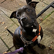 Trixie Bixie joined the competition — help win amazing prizes! dog, black_dog, pet, animal, leash, harness, pavement, stone_floor, outdoor, curious, sitting, ears_up, white_patch, close_up, night, reflection, collar, chain, pavement_leaves, looking_up