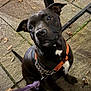 dog, black_dog, pet, animal, leash, harness, pavement, stone_floor, outdoor, curious, sitting, ears_up, white_patch, close_up, night, reflection, collar, chain, pavement_leaves, looking_up