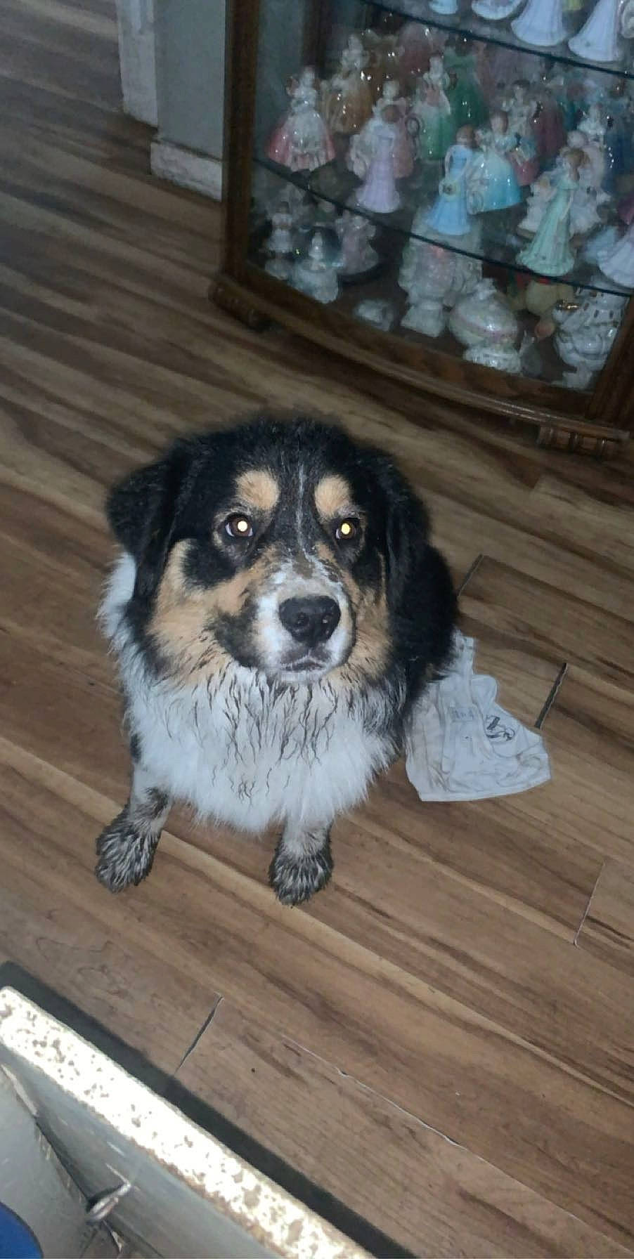 Ozzy is registered to the contest to win money with this photo: australian_shepherd, canidae, carnivore, companion_dog, dog, dog_breed, english_shepherd, mammal, miniature_australian_shepherd, puppy, rafeiro_do_alentejo, rare_breed_dog, small_greek_domestic_dog, snout, sporting_group, street_dog, vertebrate, working_dog