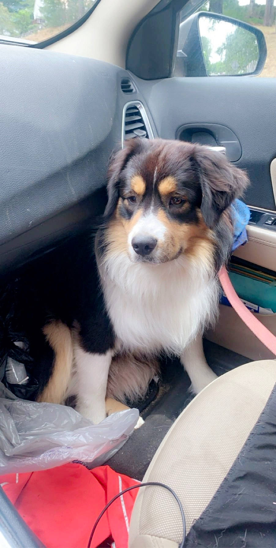 Ozzy joined the competition — help win amazing prizes! australian_shepherd, canidae, carnivore, companion_dog, dog, dog_breed, mammal, miniature_australian_shepherd, puppy, rare_breed_dog, sporting_group, vehicle, vertebrate, working_dog