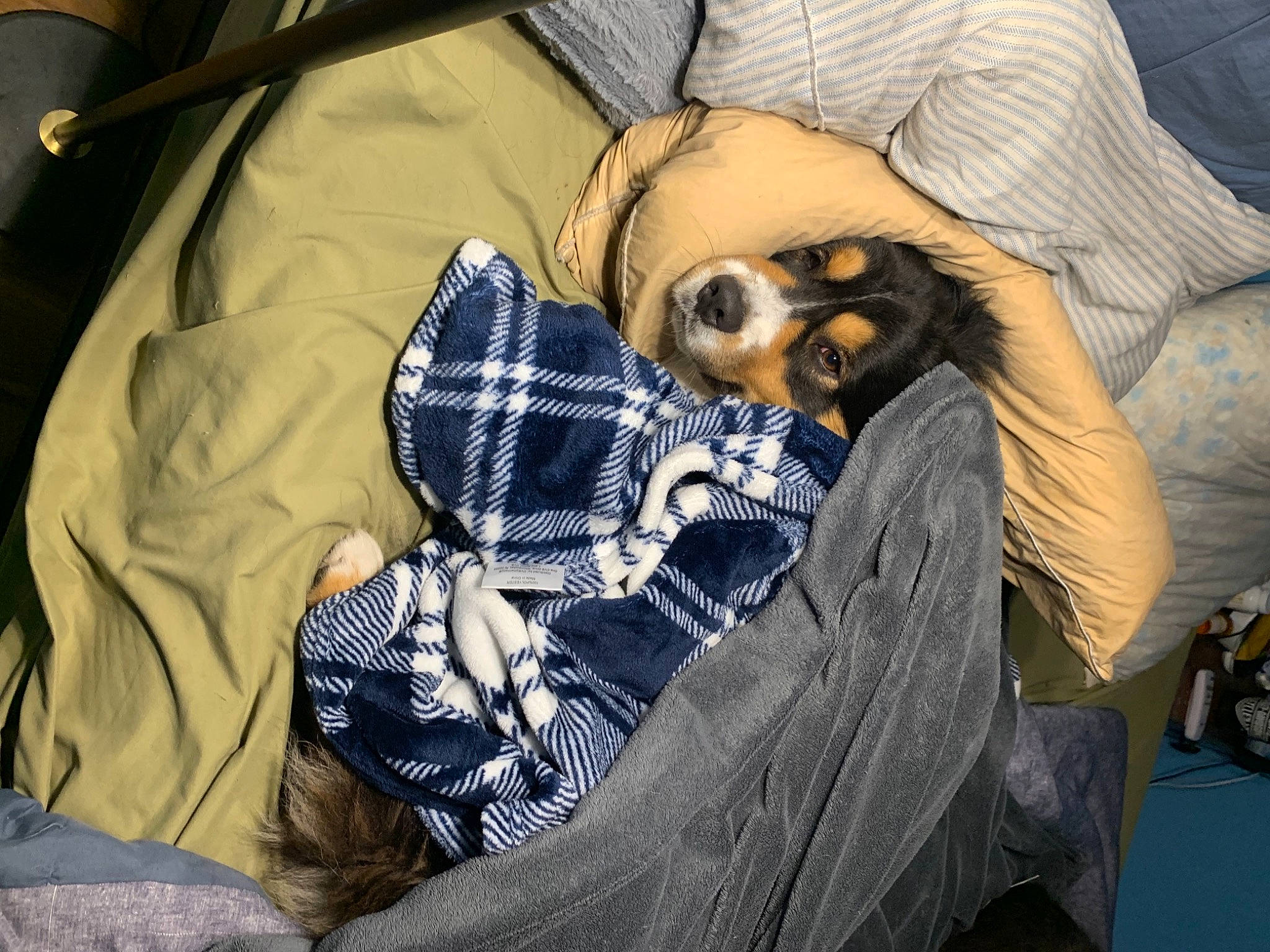 Ozzy joined the competition — help win amazing prizes! canidae, carnivore, comfort, companion_dog, dog_breed, fawn, nap