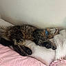 Pumpkin is registered to the contest to win money with this photo: cat, tabby, sleeping, collar, pet, feline, fluffy, indoor, blanket, bed, pink, white, cozy, resting, paw, fur, animal, cute, relaxation, comfort