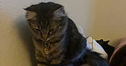 Pumpkin is registered to the contest to win money with this photo: cat, tabby, indoor, blanket, collar, pet, feline, fur, sitting, wall, cozy, quiet, soft, patterned, animal, domestic, cute, resting, young_cat, looking_down