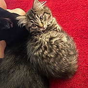 Pumpkin is registered to the contest to win money with this photo: cat, tabby_cat, black_cat, feline, pet, animal, fur, cute, cozy, red_carpet, indoor, snuggling, closeup, curious, whiskers, ears, resting, companion, domestic_animal, cuddle