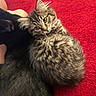 cat, tabby_cat, black_cat, feline, pet, animal, fur, cute, cozy, red_carpet, indoor, snuggling, closeup, curious, whiskers, ears, resting, companion, domestic_animal, cuddle