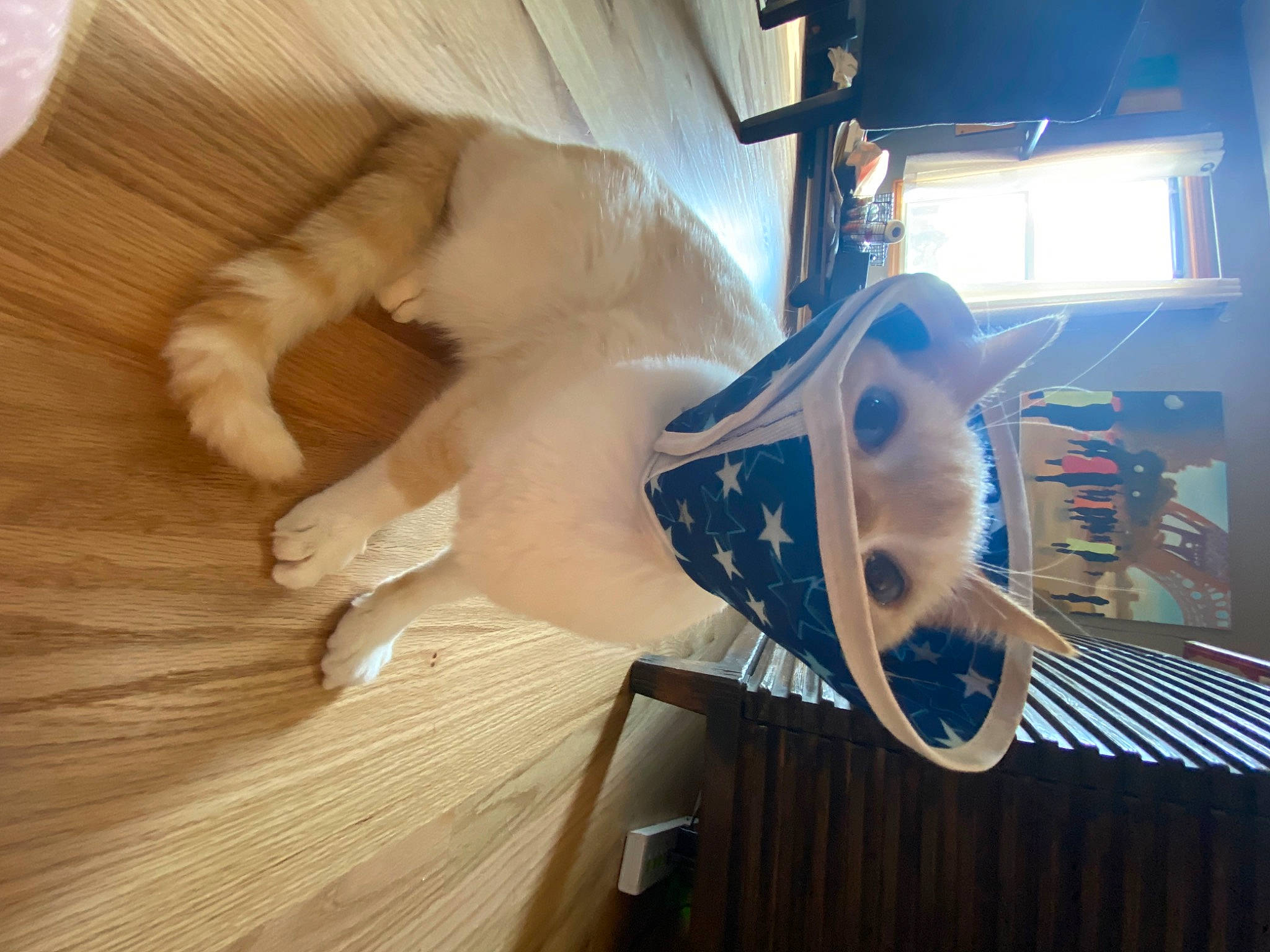 Cat joined the competition — help win amazing prizes! cat, ceiling, comfort, companion_dog, door, electric_blue, felidae, flooring, fur, hardwood, human_leg, metal, paw, room, small_to_medium_sized_cats, tail, whiskers, wood, wood_flooring, wood_stain