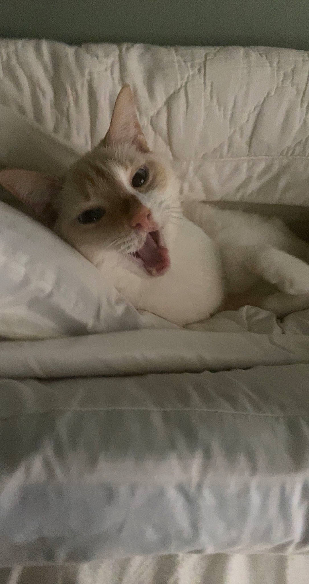 Cat joined the competition — help win amazing prizes! bed, carnivore, cat, claw, comfort, domestic_short_haired_cat, eye, fang, fawn, felidae, foot, fur, linens, nap, paw, sleep, small_to_medium_sized_cats, snout, terrestrial_animal, whiskers