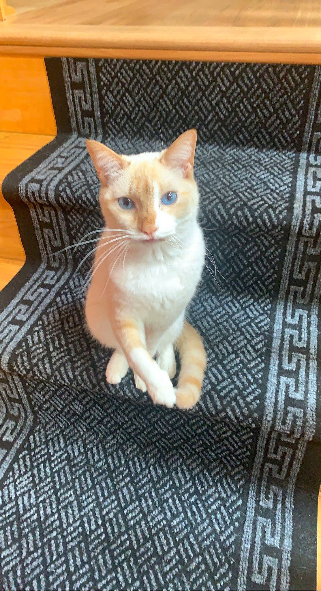 Cat is registered to the contest to win money with this photo: carnivore, cat, claw, domestic_short_haired_cat, fawn, felidae, fur, pattern, paw, sitting, small_to_medium_sized_cats, snout, tail, terrestrial_animal, whiskers, wood