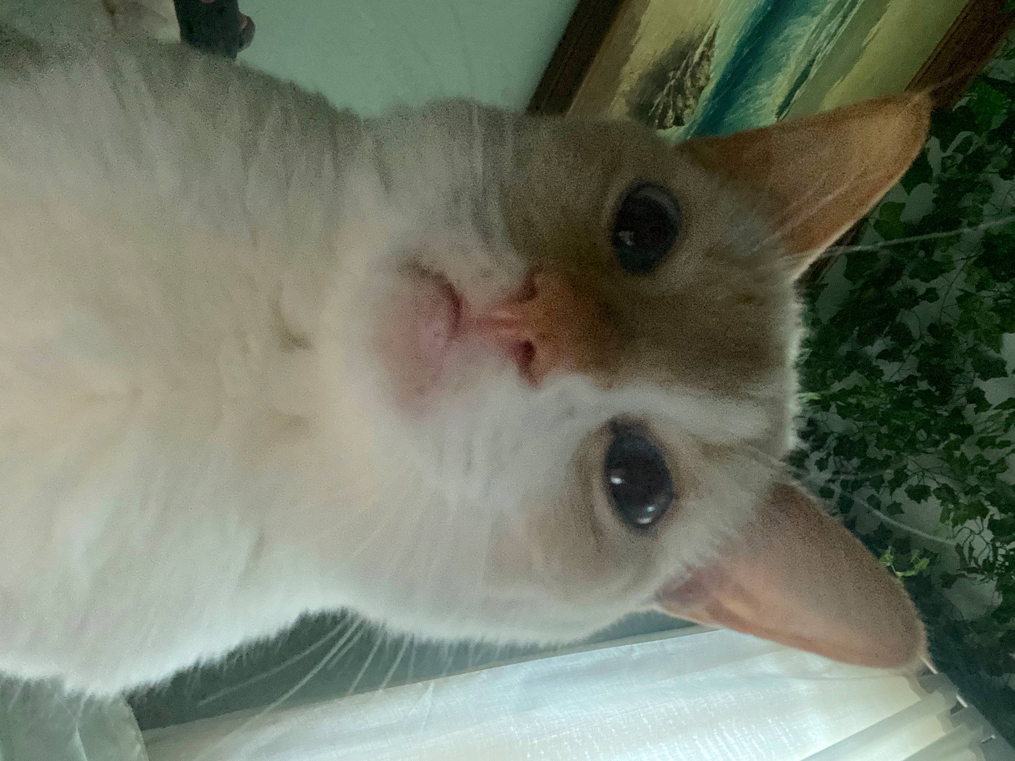 Cat joined the competition — help win amazing prizes! carnivore, cat, domestic_short_haired_cat, fawn, felidae, fur, small_to_medium_sized_cats, snout, tail, terrestrial_animal, whiskers