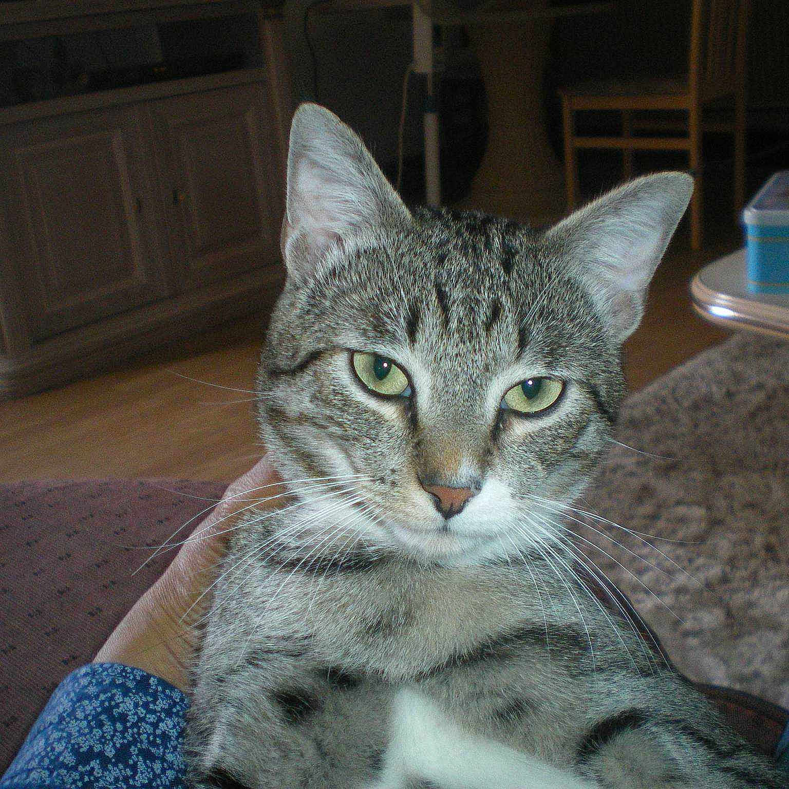 Tigrou