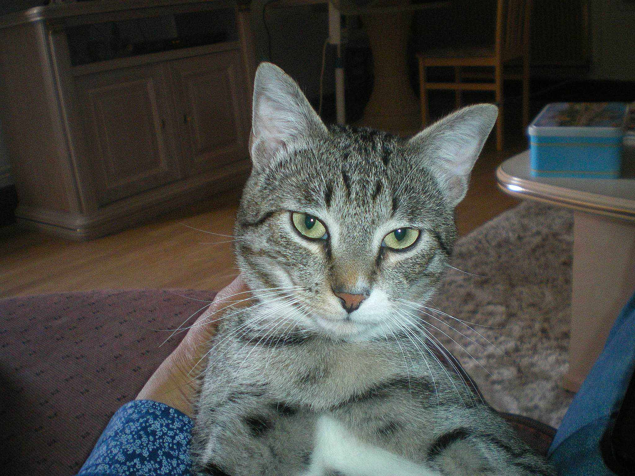 Tigrou