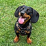 Coco-Loko joined the competition — help win amazing prizes! dog, dachshund, grass, outdoor, pet, tongue_out, black_and_tan, happy, animal, canine, sitting, harness, playful, cute, ears, smiling, fur, nature, closeup, daylight