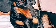 Coco-Loko is registered to the contest to win money with this photo: dog, dachshund, pet, animal, indoor, couch, relaxed, black, tan, fur, paw, snout, ears, closeup, companion, cute, domestic, canine, laying, resting
