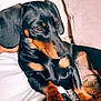 dog, dachshund, pet, animal, indoor, couch, relaxed, black, tan, fur, paw, snout, ears, closeup, companion, cute, domestic, canine, laying, resting