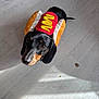 Coco-Loko is registered to the contest to win money with this photo: dog, dachshund, costume, hot_dog, pet, animal, floor, light, shadow, indoor, looking_up, black_and_tan, cute, small_dog, canine, playful, adorable, fur, nose, ears