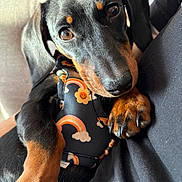 Coco-Loko joined the competition — help win amazing prizes! dog, puppy, dachshund, close_up, pet, harness, rainbow_pattern, smiling_flowers, brown_and_black, fur, paw, cute, animal, indoor, resting, looking_at_camera, soft_light, portrait, canine, companion