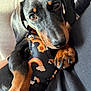 dog, puppy, dachshund, close_up, pet, harness, rainbow_pattern, smiling_flowers, brown_and_black, fur, paw, cute, animal, indoor, resting, looking_at_camera, soft_light, portrait, canine, companion