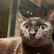 Heizy participe au concours pour gagner de l'argent avec cette photo : cat, black_cat, close_up, pet, animal, whiskers, fur, ears, eyes, indoor, curious, domestic_animal, feline, face, portrait, looking, cute, mammal, household_pet, alert