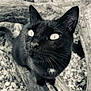 Heizy participe au concours pour gagner de l'argent avec cette photo : cat, black_cat, animal, pet, whiskers, outdoor, wood, pebbles, closeup, portrait, feline, nature, curious, eyes, black_and_white, texture, wildlife, mammal, fur