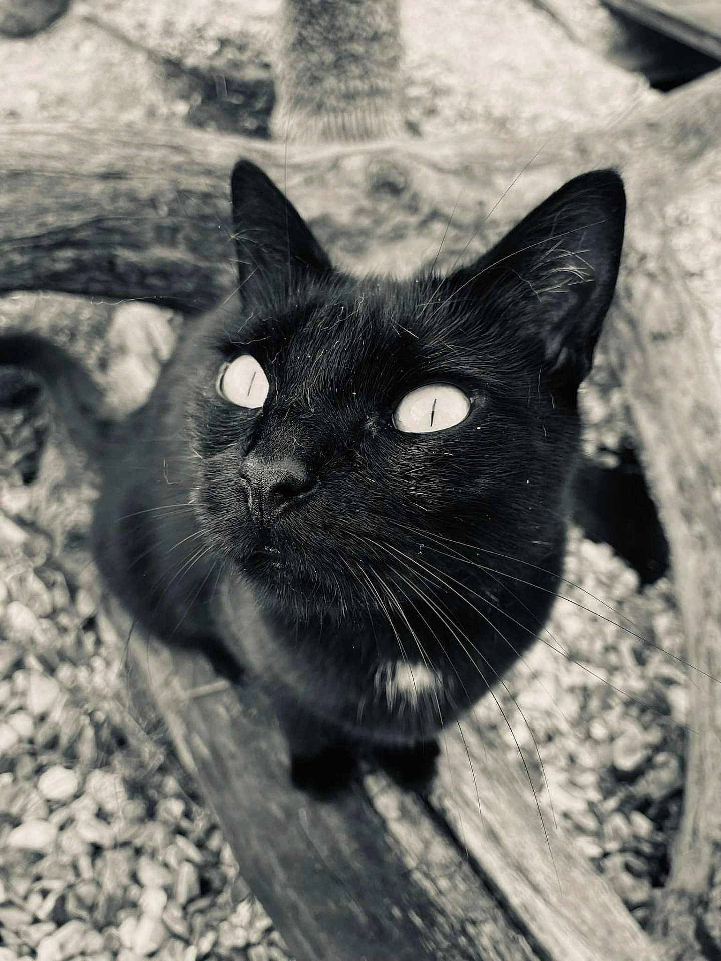 Heizy participe au concours pour gagner de l'argent avec cette photo : cat, black_cat, animal, pet, whiskers, outdoor, wood, pebbles, closeup, portrait, feline, nature, curious, eyes, black_and_white, texture, wildlife, mammal, fur