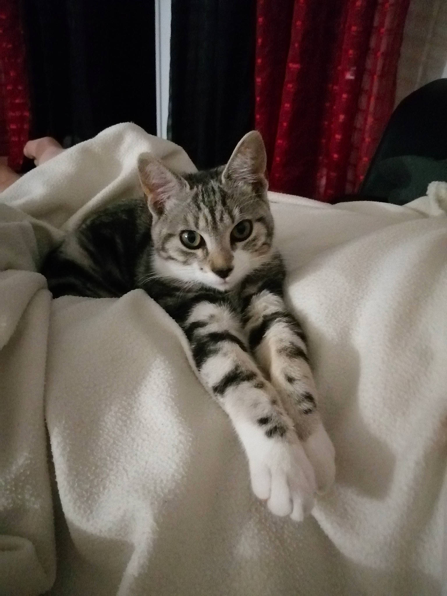 Sushy a rejoint le concours — aidez-le/la à gagner de superbes lots ! bed, bedding, carnivore, cat, claw, comfort, curtain, domestic_short_haired_cat, felidae, fur, grey, linens, pattern, paw, sitting, small_to_medium_sized_cats, snout, terrestrial_animal, textile, whiskers