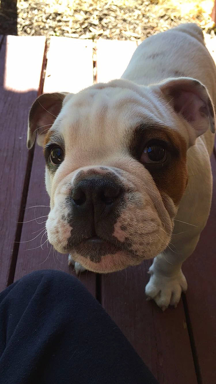 Dozer joined the competition — help win amazing prizes! bulldog, canidae, carnivore, collar, companion_dog, dog, dog_breed, dog_collar, fawn, fence, molosser, non_sporting_group, pet_supply, snout, sporting_group, terrestrial_animal, whiskers, working_animal, working_dog, wrinkle