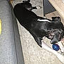 animal, ball, black_and_white, carpet, couch, dog, domestic, ear, floor, fur, indoor, lying_down, mammal, paw, pet, play, relaxed, snout, toy, wooden_table