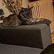 Kiwi a rejoint le concours — aidez-le/la à gagner de superbes lots ! armrest, cat, couch, cozy, decor, feline, flower, furniture, gray_cat, home, indoor, model_ship, pet, plant, radiator, relaxed, shadow, soft_lighting, stretching, wooden_floor