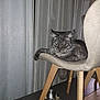 cat, gray_cat, chair, furniture, indoor, curtains, table, decor, candle, metallic_objects, relaxed, pet, animal, wooden_legs, cozy, domestic, fluffy, paws, resting, lazy