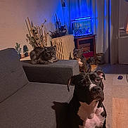 Kiwi participe au concours pour gagner de l'argent avec cette photo : dog, cat, couch, sofa, indoor, living_room, fish_tank, radiator, curtains, wooden_table, pet, animal, gray_cat, black_and_white_dog, brown_dog, floor, plant, toy, dim_lighting, shadow