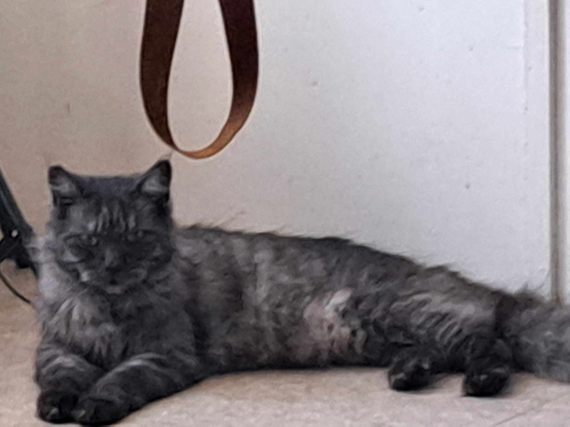 Kiwi a rejoint le concours — aidez-le/la à gagner de superbes lots ! cat, gray_cat, feline, pet, indoor, floor, relaxed, fluffy, fur, resting, animal, mammal, whiskers, ears, paws, tail, laying_down, domestic_cat, cute, sleepy